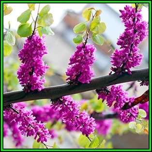 Chinese Redbud - 10 Seeds - Cercis chinensis - Tree or Shrub, NEW