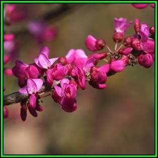 Chinese Redbud - 10 Seeds - Cercis chinensis - Tree or Shrub, NEW