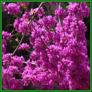 Chinese Redbud - 10 Seeds - Cercis chinensis - Tree or Shrub, NEW