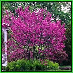 Chinese Redbud - 10 Seeds - Cercis chinensis - Tree or Shrub, NEW