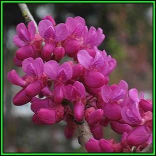 Chinese Redbud - 10 Seeds - Cercis chinensis - Tree or Shrub, NEW
