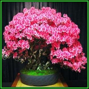 Cercis chinensis - Chinese Redbud Bonsai - 5 Seeds + FREE Gifts Seeds + Bonsai eBook, NEW