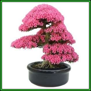 Cercis chinensis - Chinese Redbud Bonsai - 5 Seeds + FREE Gifts Seeds + Bonsai eBook, NEW