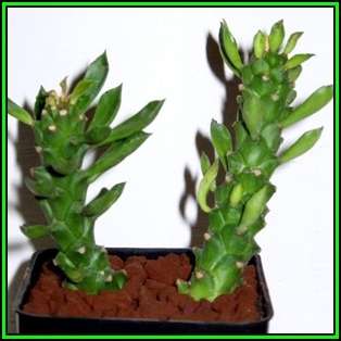 Monadenium guentheri Seeds - Rare Exotic Succulent - Flat Ship Rate - NEW