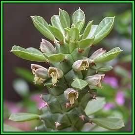 Monadenium guentheri Seeds - Rare Exotic Succulent - Flat Ship Rate - NEW