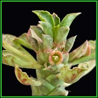 Monadenium guentheri Seeds - Rare Exotic Succulent - Flat Ship Rate - NEW