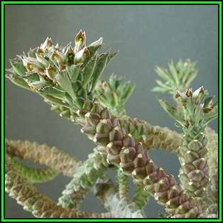 Monadenium guentheri Seeds - Rare Exotic Succulent - Flat Ship Rate - NEW