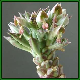 Monadenium guentheri Seeds - Rare Exotic Succulent - Flat Ship Rate - NEW