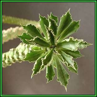 Monadenium guentheri Seeds - Rare Exotic Succulent - Flat Ship Rate - NEW