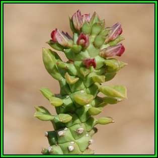 Monadenium guentheri Seeds - Rare Exotic Succulent - Flat Ship Rate - NEW