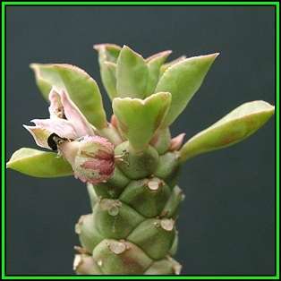 Monadenium guentheri Seeds - Rare Exotic Succulent - Flat Ship Rate - NEW