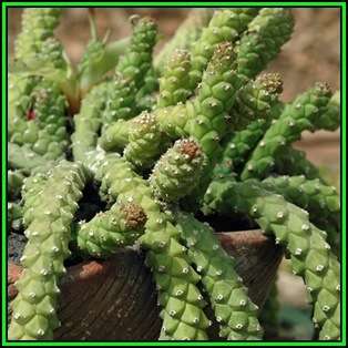 Monadenium guentheri Seeds - Rare Exotic Succulent - Flat Ship Rate - NEW