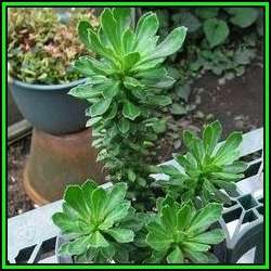 Monadenium guentheri Seeds - Rare Exotic Succulent - Flat Ship Rate - NEW