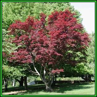 Acer palmatum - 5 Seeds - Japanese Maple Tree or Shrub, Beatifull Autumn Colour - NEW