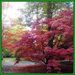 Acer palmatum - 5 Seeds - Japanese Maple Tree or Shrub, Beatifull Autumn Colour - NEW