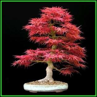Acer palmatum - Japanese Maple Bonsai Seeds + FREE Gifts Seeds + Bonsai eBook, NEW