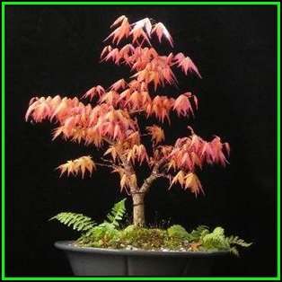 Acer palmatum - Japanese Maple Bonsai Seeds + FREE Gifts Seeds + Bonsai eBook, NEW