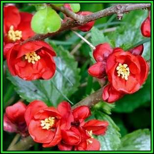 Japanese Flowering Quince - Chaenomeles japonica Seeds - Shrub - New