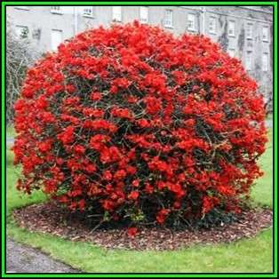 Japanese Flowering Quince - Chaenomeles japonica Seeds - Shrub - New