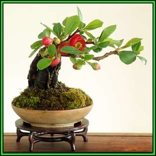 Chaenomeles japonica - Japanese Flowering Quince Seeds + FREE Gifts Seeds + Bonsai eBook, NEW