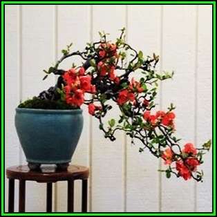 Chaenomeles japonica - Japanese Flowering Quince Seeds + FREE Gifts Seeds + Bonsai eBook, NEW