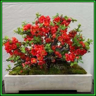 Chaenomeles japonica - Japanese Flowering Quince Seeds + FREE Gifts Seeds + Bonsai eBook, NEW