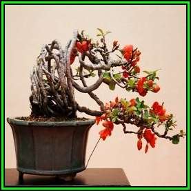 Chaenomeles japonica - Japanese Flowering Quince Seeds + FREE Gifts Seeds + Bonsai eBook, NEW