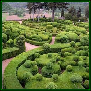 European Boxwood - Buxus sempervirens Seeds - Shrub - New