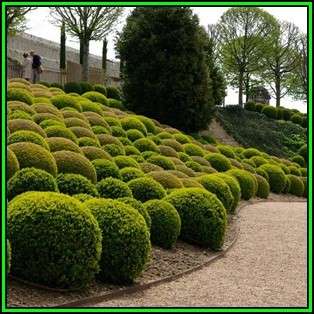 European Boxwood - Buxus sempervirens Seeds - Shrub - New