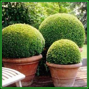 European Boxwood - Buxus sempervirens Seeds - Shrub - New
