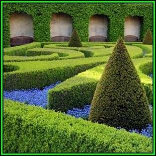 European Boxwood - Buxus sempervirens Seeds - Shrub - New
