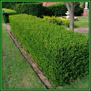European Boxwood - Buxus sempervirens Seeds - Shrub - New