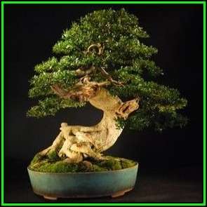 Buxus sempervirens - European Boxwood Seeds + FREE Gifts Seeds + Bonsai eBook, NEW