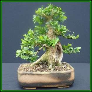 Buxus sempervirens - European Boxwood Seeds + FREE Gifts Seeds + Bonsai eBook, NEW