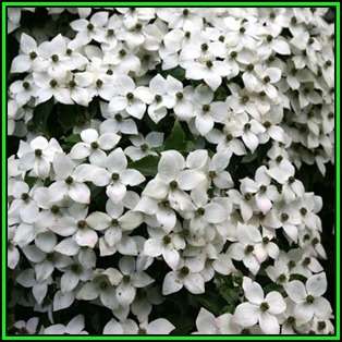 Cornus kousa var chinensis - Chinese Dogwood Seeds - Tree or Shrub, NEW