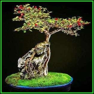 Cotoneaster microphyllus - Smallleaf Cotoneaster Bonsai Seeds + FREE Seeds + Bonsai eBook NEW