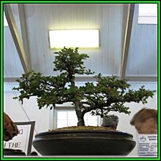 Cotoneaster microphyllus - Smallleaf Cotoneaster Bonsai Seeds + FREE Seeds + Bonsai eBook NEW