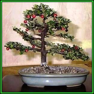 Cotoneaster microphyllus - Smallleaf Cotoneaster Bonsai Seeds + FREE Seeds + Bonsai eBook NEW