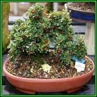 Cotoneaster microphyllus - Smallleaf Cotoneaster Bonsai Seeds + FREE Seeds + Bonsai eBook NEW