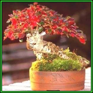 Cotoneaster microphyllus - Smallleaf Cotoneaster Bonsai Seeds + FREE Seeds + Bonsai eBook NEW