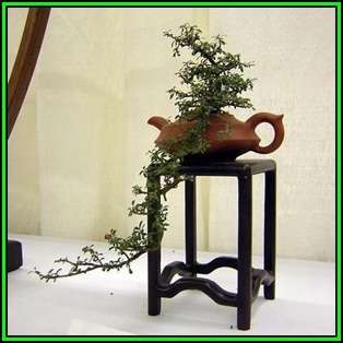 Cotoneaster microphyllus - Smallleaf Cotoneaster Bonsai Seeds + FREE Seeds + Bonsai eBook NEW