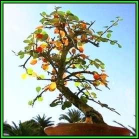 Cotoneaster microphyllus - Smallleaf Cotoneaster Bonsai Seeds + FREE Seeds + Bonsai eBook NEW