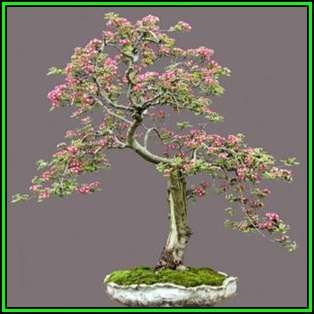 Crataegus laevigata - Woodland Hawthorn - 5 Seed Pack - Bonsai - Combined Global Shipping- New