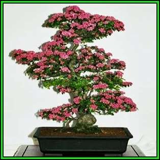 Crataegus laevigata - Woodland Hawthorn - 5 Seed Pack - Bonsai - Combined Global Shipping- New