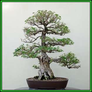 Crataegus laevigata - Woodland Hawthorn - 5 Seed Pack - Bonsai - Combined Global Shipping- New