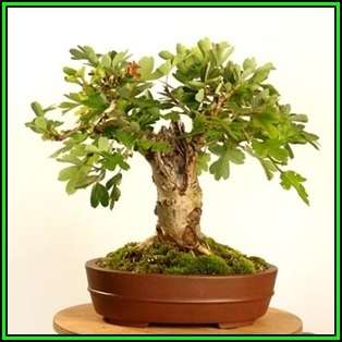 Crataegus laevigata - Woodland Hawthorn - 5 Seed Pack - Bonsai - Combined Global Shipping- New