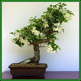 Crataegus laevigata - Woodland Hawthorn - 5 Seed Pack - Bonsai - Combined Global Shipping- New