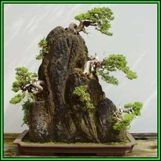 Crataegus laevigata - Woodland Hawthorn - 5 Seed Pack - Bonsai - Combined Global Shipping- New