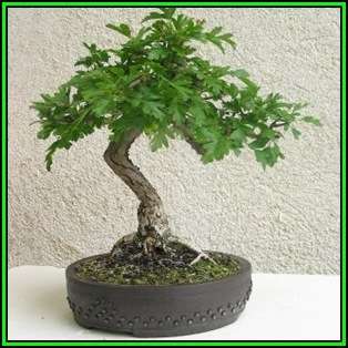 Crataegus laevigata - Woodland Hawthorn - 5 Seed Pack - Bonsai - Combined Global Shipping- New