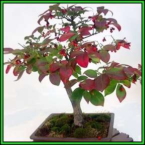 Euonymus alatus - Burning Bush Bonsai Seeds + FREE Bonsai eBook - Flat Ship Rate - NEW
